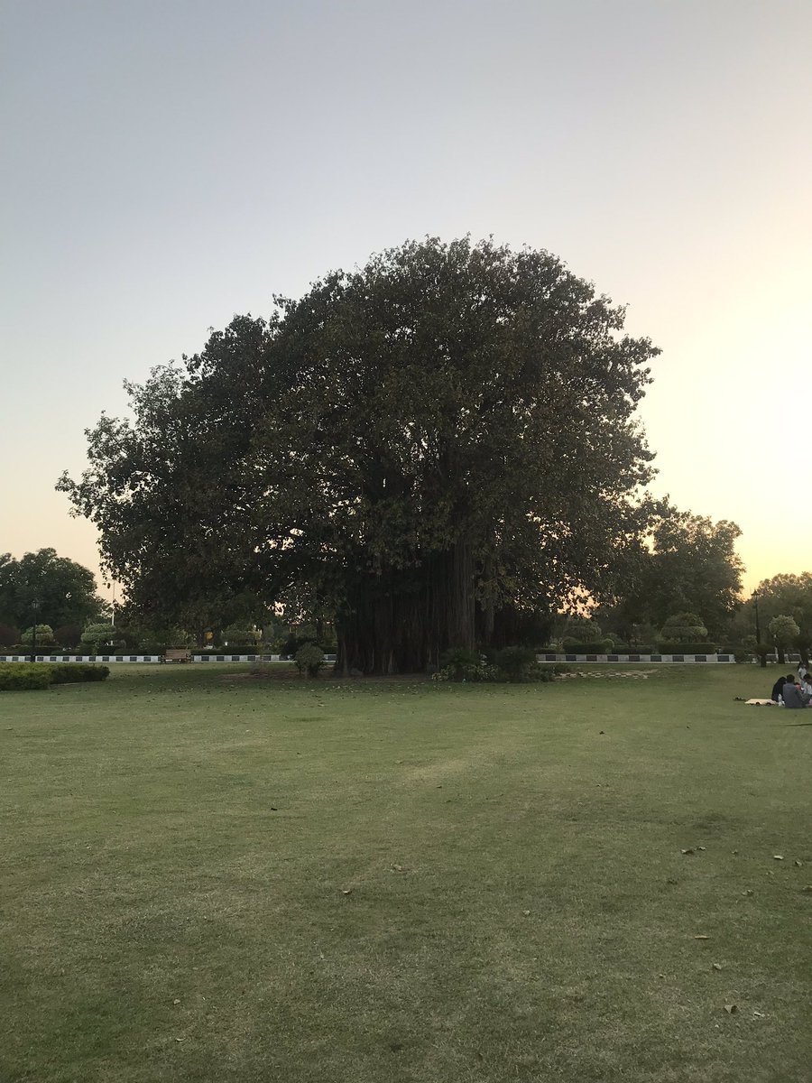 Look at this great grand dad of a tree. Jinnah Park, Rawalpindi.