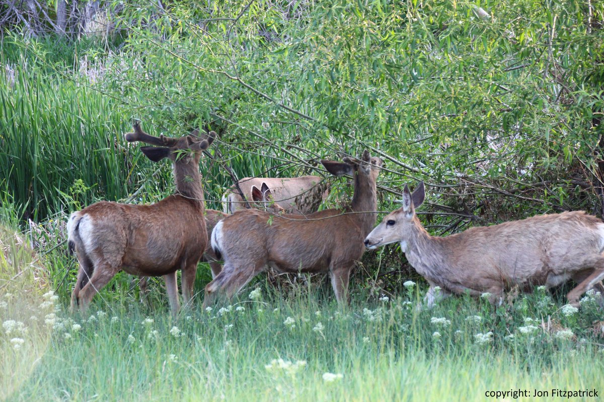 Our 3 visitors became 5 overnight. Getting up early means there are more deer <a href="/BluffLake/">Bluff Lake</a> than people. Support safe spaces for wildlife! blufflake.org/donate/. #natureinthecity <a href="/LandLibrary/">RM Land Library</a> @ChrisCBS4 <a href="/joelhillan/">Joel Hillan</a> @CBSDenver <a href="/GovofCO/">Governor Jared Polis</a> <a href="/CUAnschutz/">University of Colorado Anschutz</a> @ELKkids <a href="/nature_org/">The Nature Conservancy</a> <a href="/REI/">REI</a>