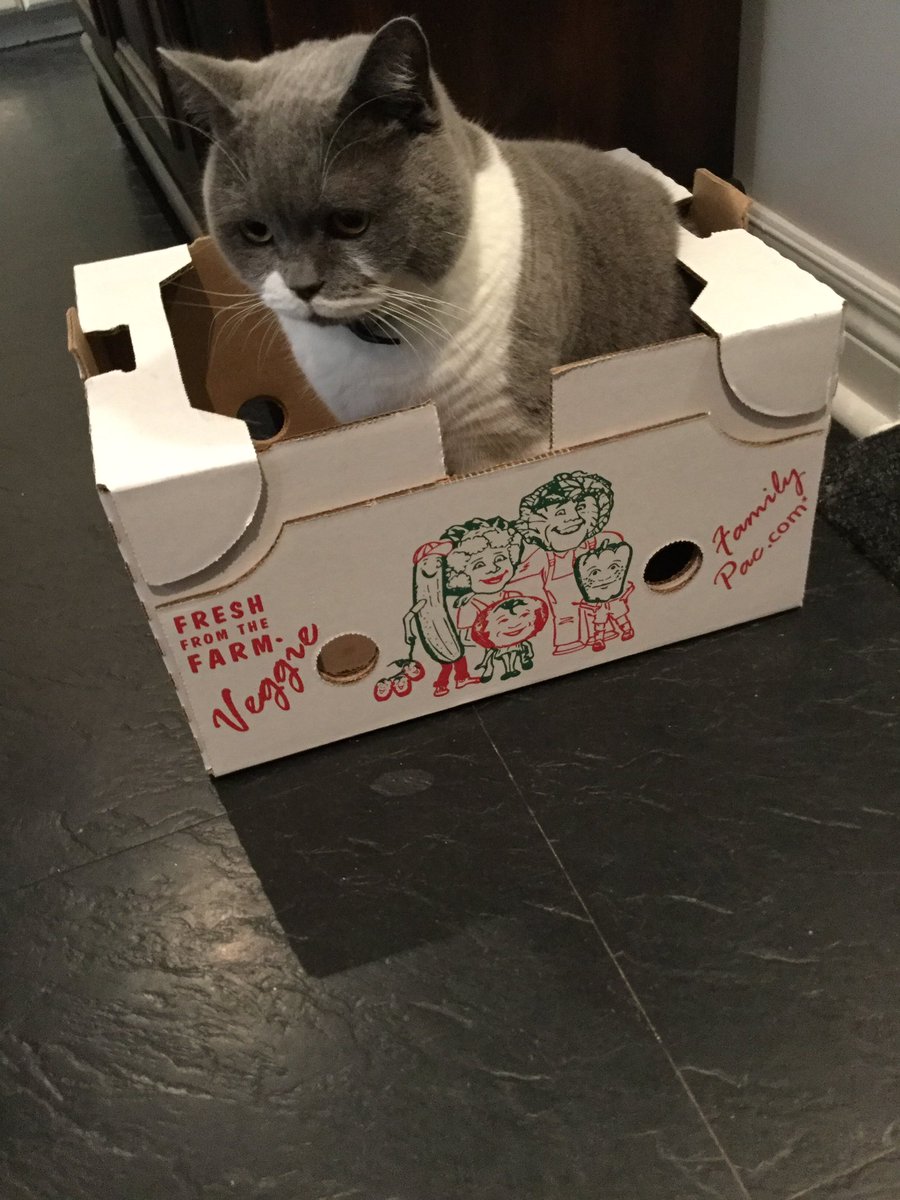 LordGraydon's tweet photo. For our pal Hugo ๐ปmy fresh off the farm box. One year ago we lost #hugidad Frank Today we remember Frank, his kindness and big โค๏ธ Hugo and Minsky we miss seeing you pals & hope you are well ๐ป๐พ๐ป๐พ
#HugoCatBoxSunday #AngelFrank
#CatsOfTwitter https://t.co/Q2yXsug3MW