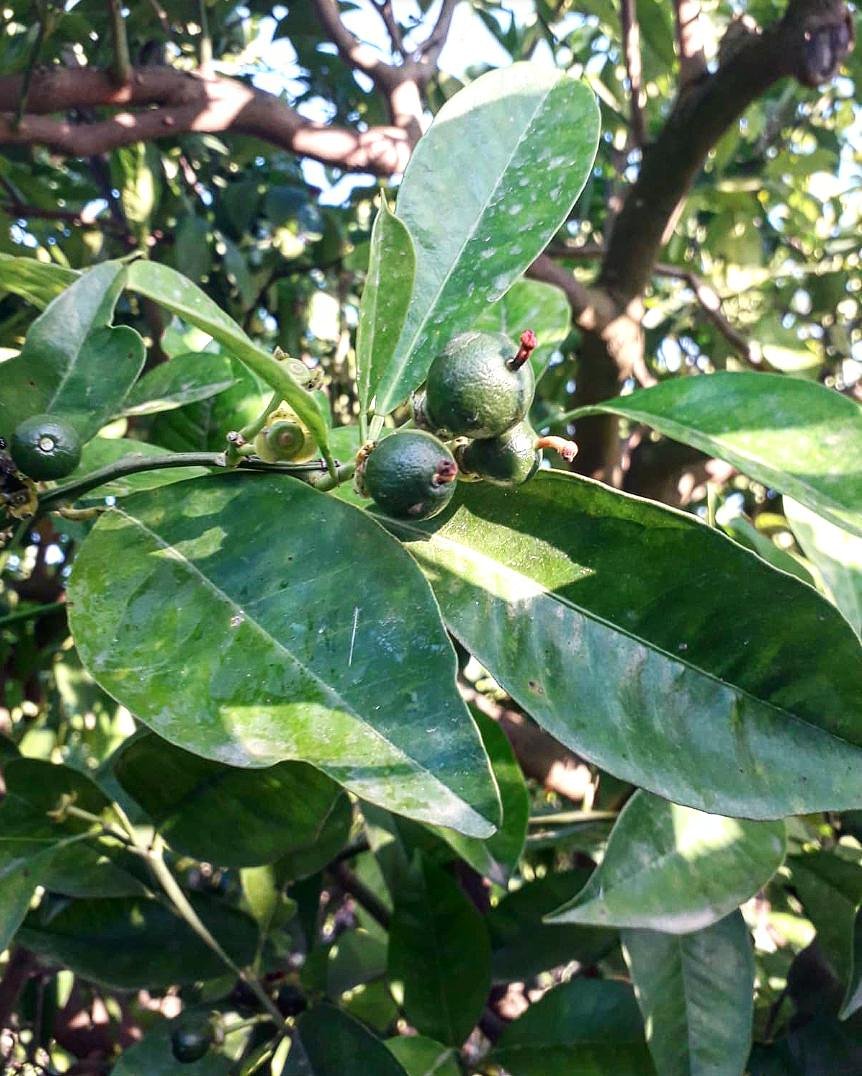 ArSicula's tweet photo. Continua la crescita delle nostre #arance 🌳🍊
A breve sarà on line la nostra iniziativa #adottaunalbero

#sicilia #italia #arsicula #arsiculadoyou #arance #agrumetodigitale https://t.co/ZjPtQyA3mM
