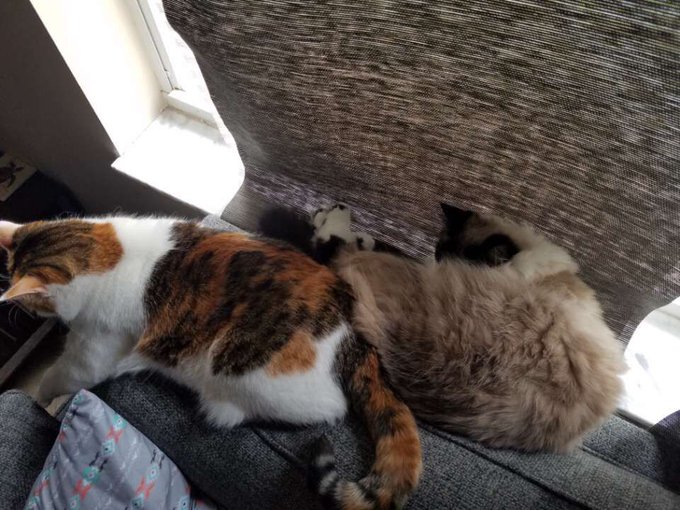 I'm getting my kitties back from living with my sisters soon 💕😻&hearts;️ #catmoms https://t.co/WiCBMFcaEn<a href="/tag/catmoms"class="tags"><span>#catmoms</span></a>