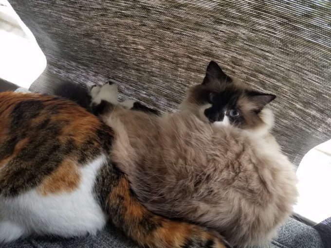 I'm getting my kitties back from living with my sisters soon 💕😻&hearts;️ #catmoms https://t.co/WiCBMFcaEn<a href="/tag/catmoms"class="tags"><span>#catmoms</span></a>