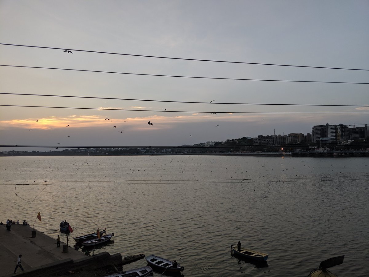 naslundj's tweet photo. Fruit bats coming out for the evening in Bhopal https://t.co/vVSBDlSlP2