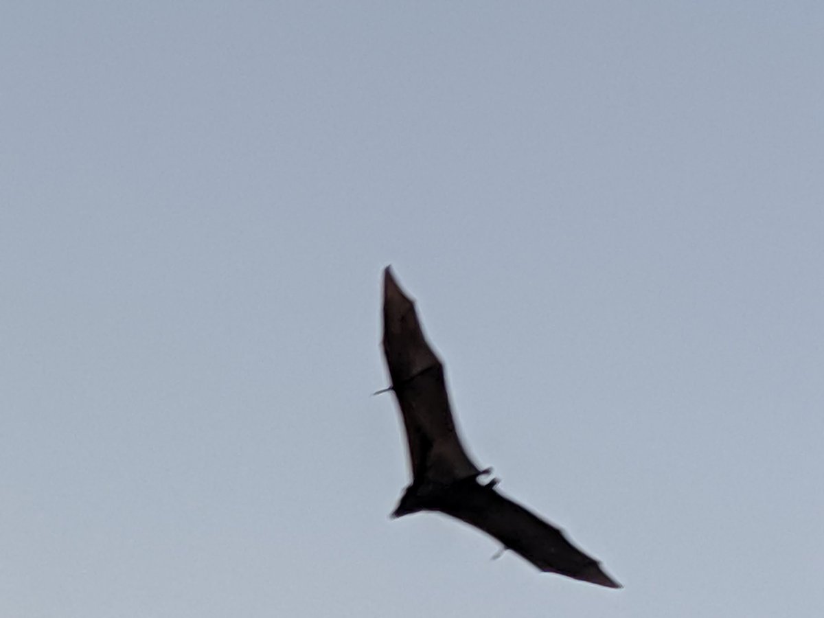 Fruit bats coming out for the evening in Bhopal