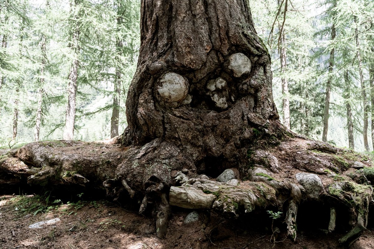 HE BEST OF DOLOMITES STORIES #36
“Quale credete che sia la tecnica migliore per resistere alle insidie del tempo? Io per la mia piccola esperienza propenderei per questa: mantenere l’equilibrio..."
Per rileggere la storia: bit.ly/2W0QpKi
Storia scritta per <a href="/campiglioapt/">Campigliodolomiti</a>