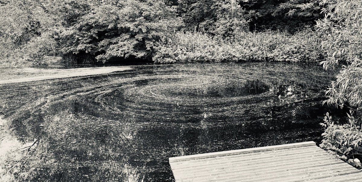 RobCottingham1's tweet image. So I was taking #progdog for a walk the other day and had been listening prior to all these theories about how the #solarsystem was formed. And then I stumbled across this part of #lodgelake. #nature always has, and was, the answer...#whichwasnice