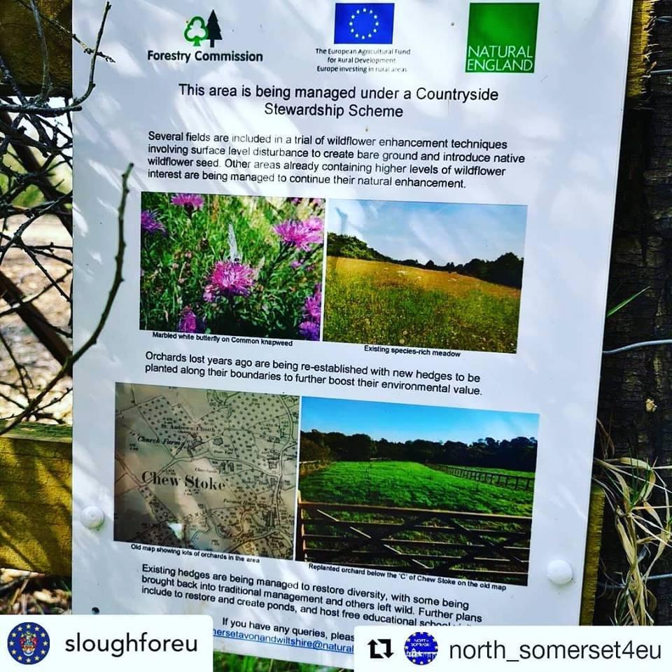 Somerset4Europe's tweet photo. Spotted by an eagle-eyed SLE team member: how the #EU is supporting wildflower diversity. #EUWorkingforUs https://t.co/4QmPEiXvDs