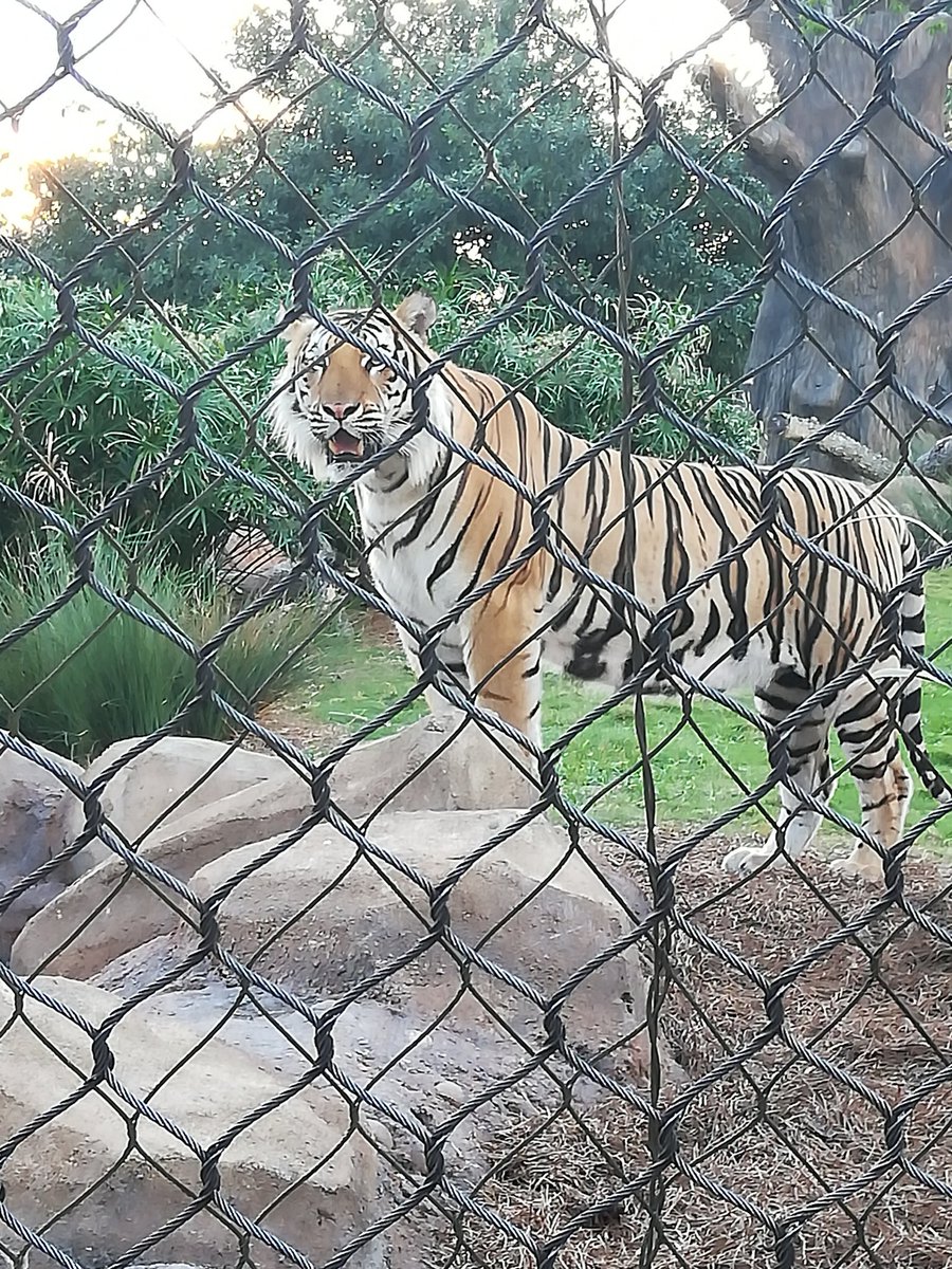 UNCCRSA's tweet photo. Say hello to @LSU 's @MikeTheTiger @nacurh @nacurh_conf @sacurh @unccrsa @unccnrhh #SAACURH
#NACURH2019 #NACURH
#UNCC #UNCCharlotte #ninernation https://t.co/UAEKm6q7CG