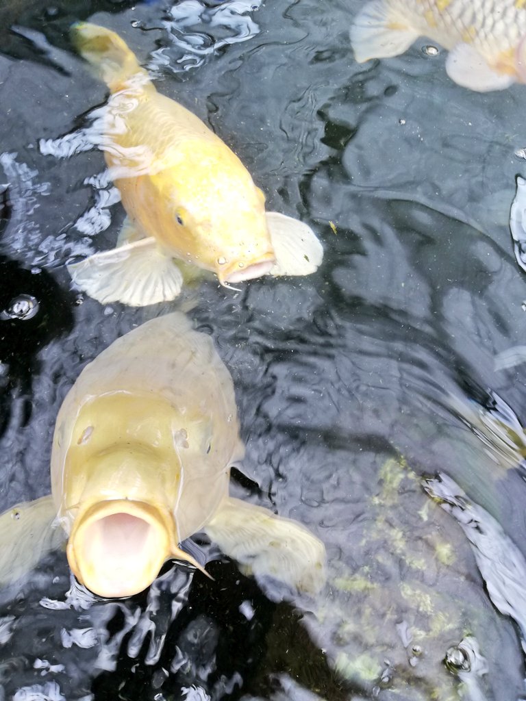 成田養魚場