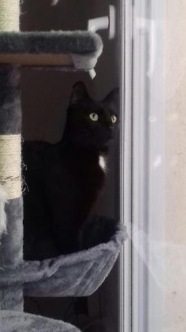 Alerte Animaux Perdu Perdu Chat Noire Avec Tache Blanche Dans Le Cou Nomme Oreo A Mougins 06 Europeen T Co Aje3yk8qoq