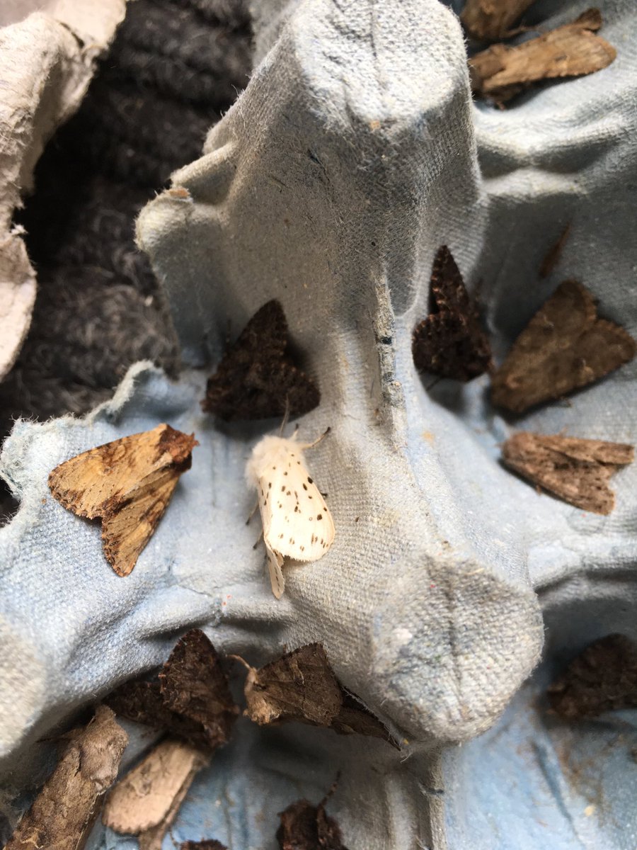 jennycdunn's tweet photo. One or two moths caught in the moth trap last night @MalhamTarnFSC @EvolEcoLincoln #ecologyfieldcourse https://t.co/WMivhI52dJ
