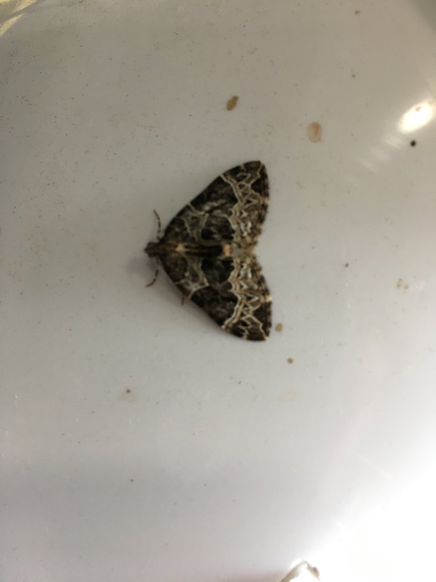 jennycdunn's tweet photo. One or two moths caught in the moth trap last night @MalhamTarnFSC @EvolEcoLincoln #ecologyfieldcourse https://t.co/WMivhI52dJ