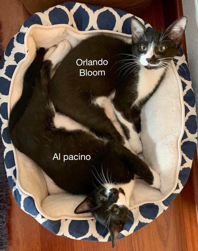 Nos han cancelado la reserva de los pequeños hermanos “actores”. Iban a  irse juntos adoptados y ahora se ven sin nada, hemos perdido unas semanas preciosas para difundirlos, y siendo negros y vaquitas sus opciones de #adopción se reducen aún más. Por favor máxima difusión!