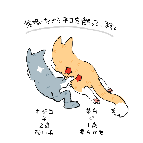 性格のちがうネコを飼っています。 