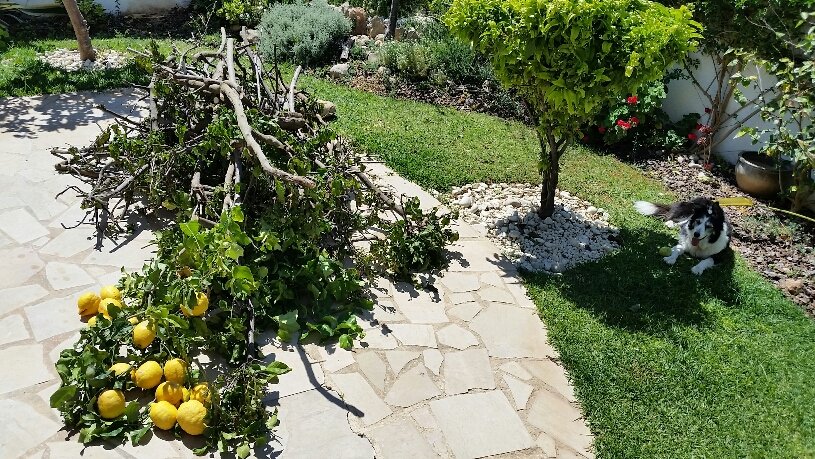 RayMelBee's tweet photo. Current status: Itinerant gardener prepares to attack stack of Bougainvillea & Lemon tree cuttings with secateurs, loppers & saw. May need to start exporting lemons? Pubdog #2 lurks in shade of orange tree while preparing to repel incoming cats. Patriot #anticat system loaded. https://t.co/HyiaBbn1eI
