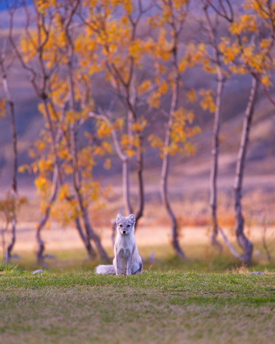 FreshTabPics's tweet photo. #FreshFact : 🦊 The arctic fox is an important part of nature in Iceland, as it is the only land mammal native to the country. 🇮🇸 // 📸 Credit: Jonatan Pie
#ArcticFox #WildlifePhotography #ExploreIceland #GetOutside #LoveTheWild #FoxLove #DiscoverIceland https://t.co/luOlQRpjzM