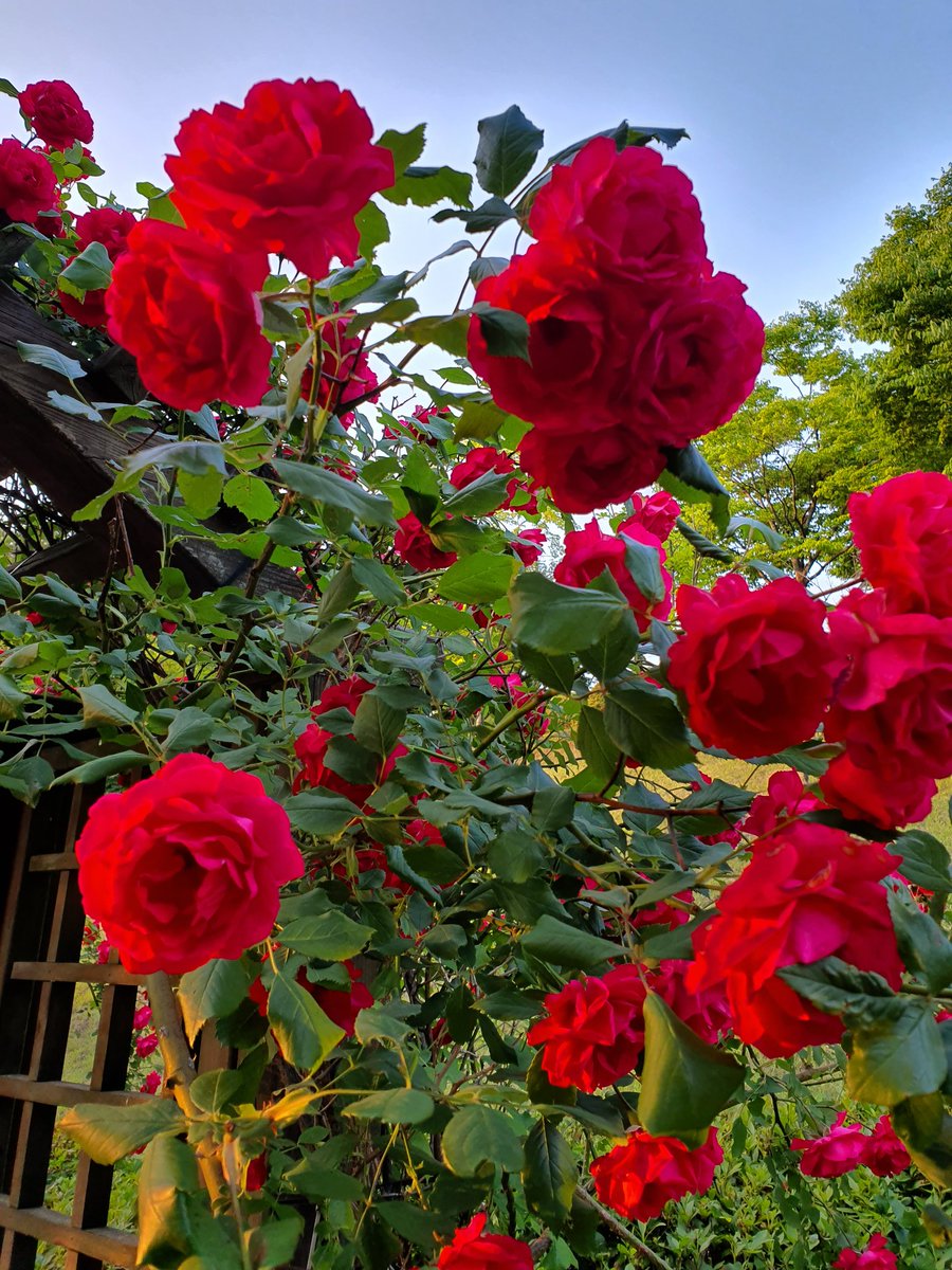 마음이 청결한자
애통하는자
긍휼이 있는자...
유월에는 조금더 향기가 나는자로
거듭나기를~
빨간 넝쿨장미가 찐하게 눈빛속으로
물들여진다