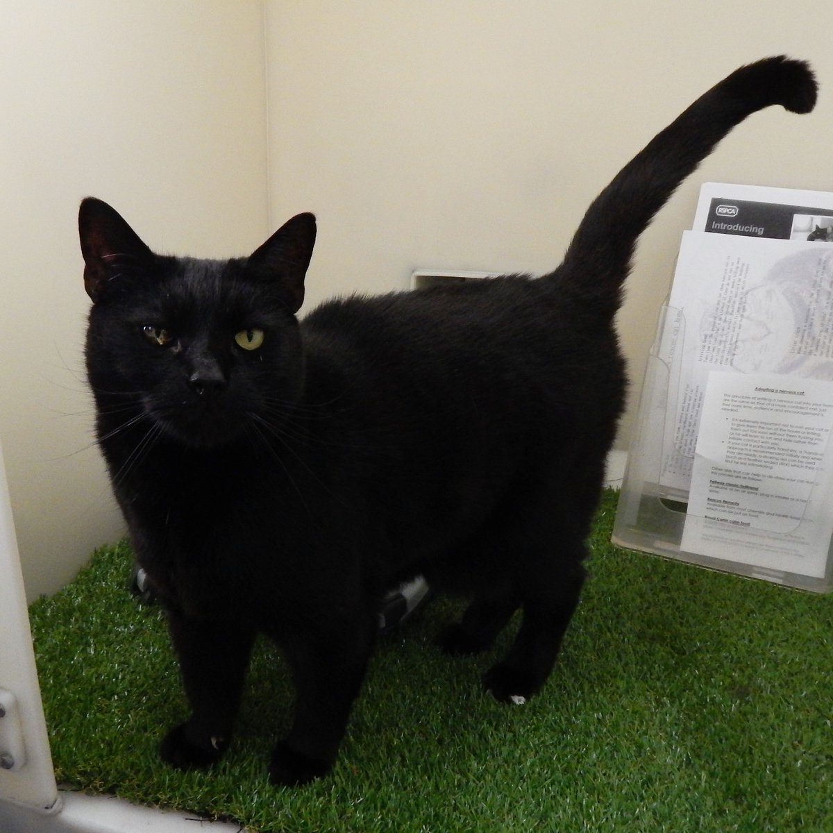 stubbington ark cats for adoption