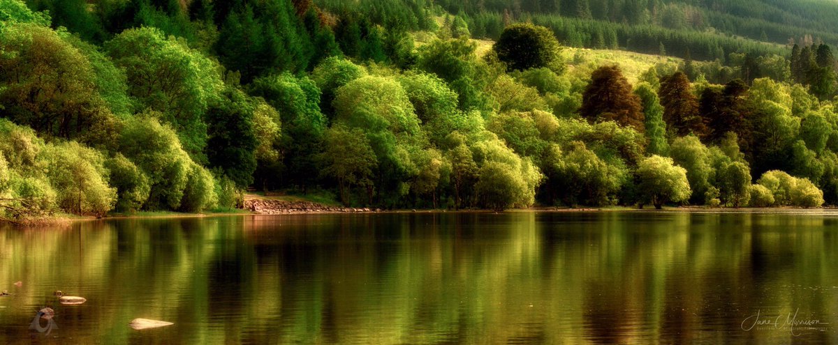 50 Shades Of Green Loch Venachar #scotspirit #ScotlandisNow #scotland #scottishlandscapes #trossachs #lochvenachar #nationalpark #lochlomondandtrossachsnationalpark #trees #landscapelovers #scotland_lovers