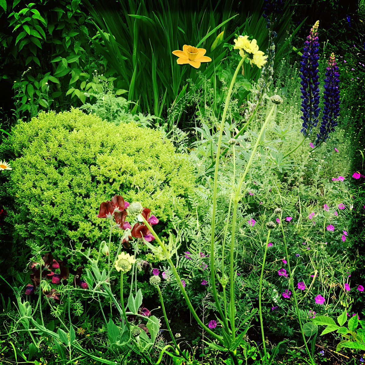 theAliceRoberts's tweet photo. Humanist mini-sermon: My English cottage garden is blooming lovely in a summer shower this morning. Plants originating from west Asia, east Asia, the Mediterranean, Africa, New Zealand, northwest Europe - some sown or planted; others invited themselves - all thriving together. https://t.co/dNE0fJurs9