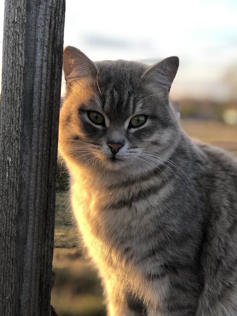 mymaryanova's tweet photo. Забыла вам показать маминого кота Василия. В возрасте двух месяцев кот Василий упал в чан с молоком и чуть было не утоп, но был вовремя выловлен моей мамой. Теперь он считает мою маму еще и своей мамой. https://t.co/CTE1DWchuD