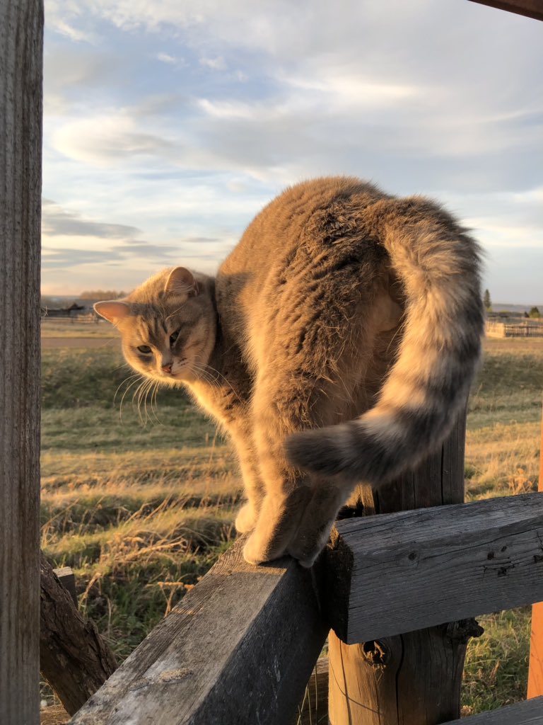 mymaryanova's tweet photo. Забыла вам показать маминого кота Василия. В возрасте двух месяцев кот Василий упал в чан с молоком и чуть было не утоп, но был вовремя выловлен моей мамой. Теперь он считает мою маму еще и своей мамой. https://t.co/CTE1DWchuD