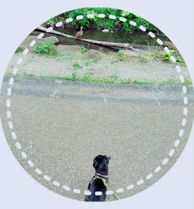 カモさんがいるの巻。  ねーなんかいるよー あれはカモってゆうんだよー ふーん ちょっとしばらく見てるわー 気が済むまでどうぞー！  今日はそんなお散歩でした。 初めての鴨さん、こーやって色々知っていくんだよー💙🐶  #pug<a href="/tag/pug"class="tags">#pug</a><a href="/tag/%E3%81%8A%E6%95%A3%E6%AD%A9"class="tags"><span>#お散歩</span></a><a href="/tag/%E3%83%91%E3%82%B0"class="tags"><span>#パグ</span></a><a href="/tag/%E9%BB%92%E3%83%91%E3%82%B0"class="tags"><span>#黒パグ</span></a><a href="/tag/3%E3%83%B6%E6%9C%88"class="tags"><span>#3ヶ月</span></a><a href="/tag/blackmonster"class="tags"><span>#blackmonster</span></a><a href="/tag/%E3%83%96%E3%83%A9%E3%83%A2%E3%83%B3"class="tags"><span>#ブラモン</span></a><a href="/tag/%E3%82%B3%E3%83%91%E3%82%B0"class="tags"><span>#コパグ</span></a>