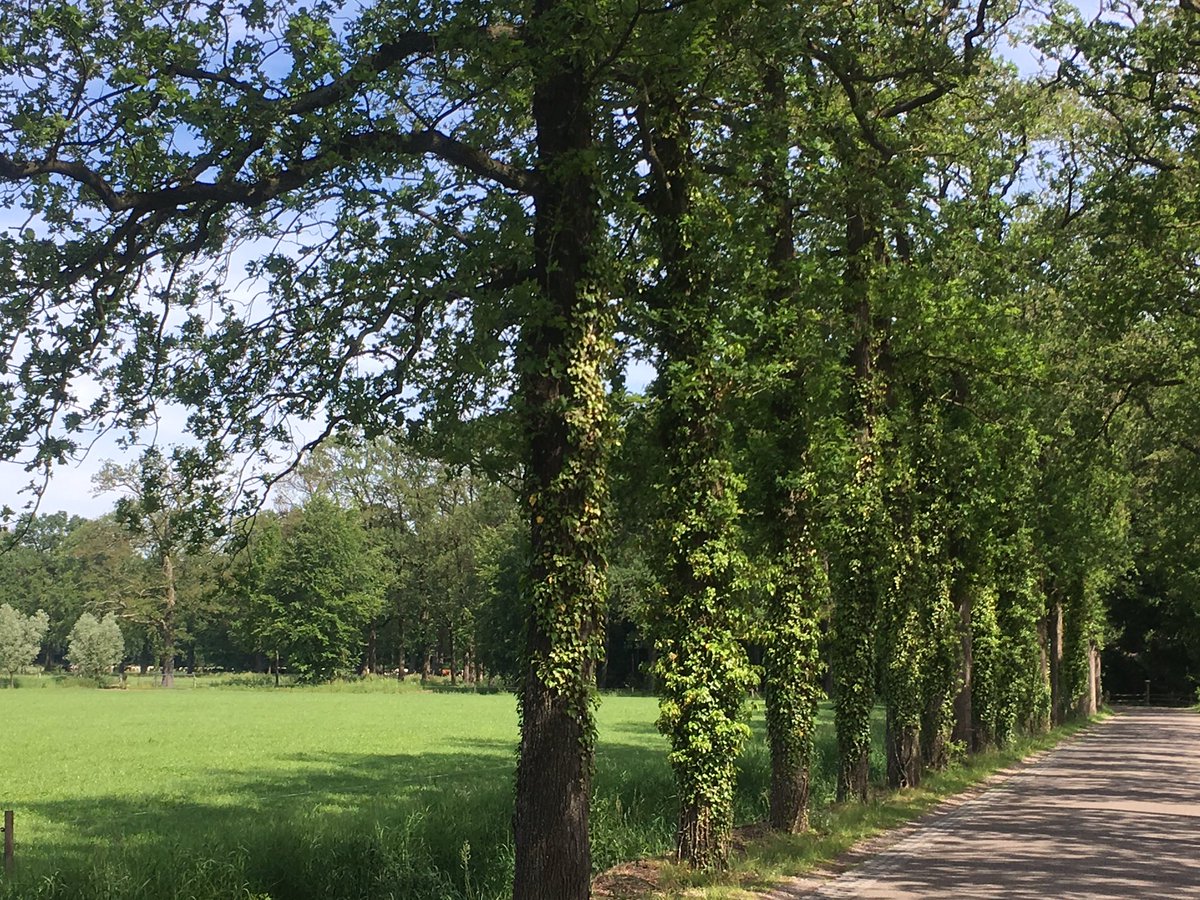 VerhoefTim's tweet image. Noorderrondrit donderdag was geweldig, maar er gaat toch ook weinig boven Heuvelrug en Vallei.