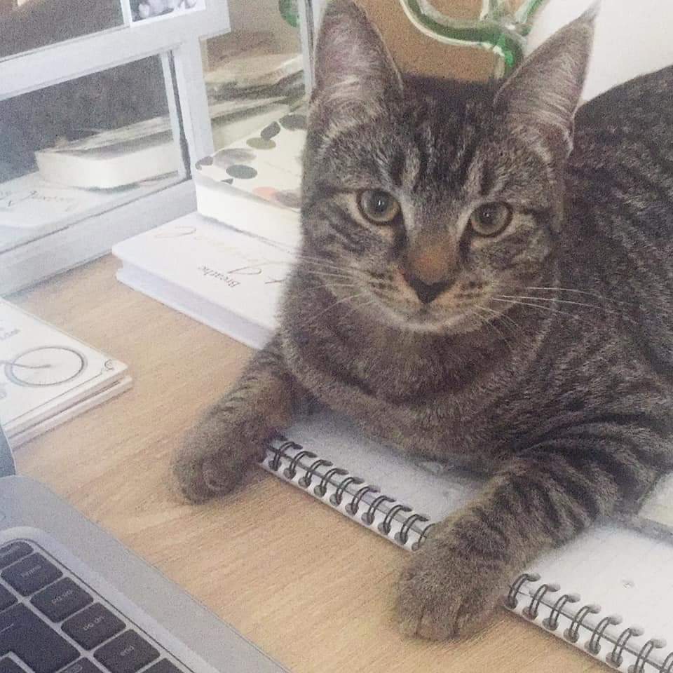 AlanDaffern's tweet photo. #HelpFindLuna female #TabbyCat #Lost Haining Avenue #Bellfield #Kilmarnock #KA1. #Missing since 21/5/19. Luna's family are worried for she has never ventured further than her own garden. A #reward of ยฃ300 is been offered for her safe return. Please contact 07425607037. #ScanMe https://t.co/EbYUCFhIwO