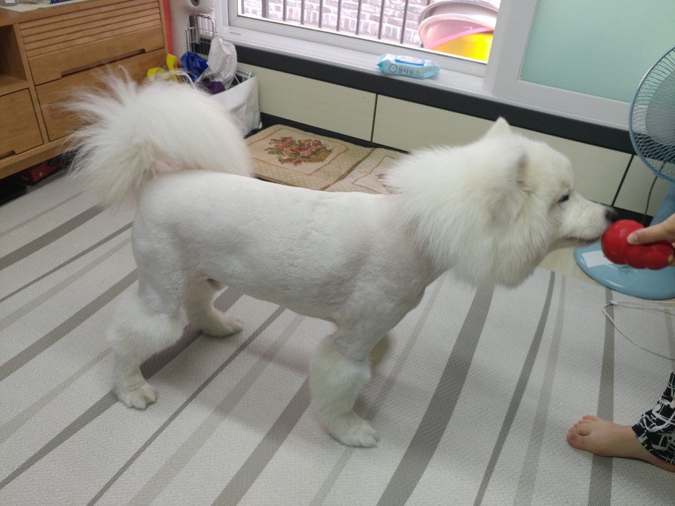 samoyed_boy_'s tweet photo. 보이 지못미 ㅠㅠ
#사모예드 #samoyed #보이 #Boy #부츠컷 #bootscut https://t.co/yekP8h8Mmb