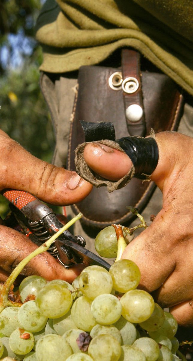 ECONOMÍA ➡️ El <a href="/PEpHuelva/">Plan Estratégico Provincia de Huelva</a> recoge más de 100 ideas para impulsar el sector vitivinícola diariodehuelva.es/2019/06/02/el-…