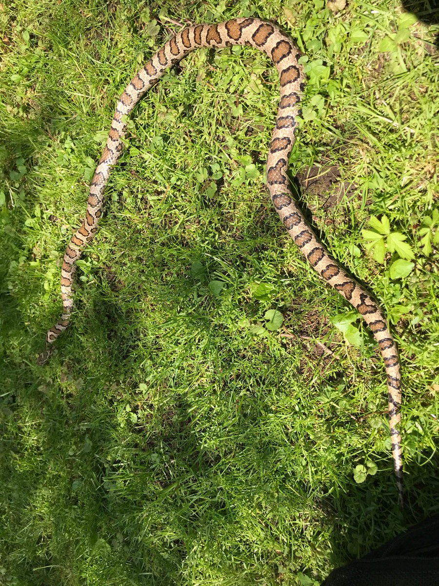 salthaven_org's tweet image. This milk snake was able to go home after only a few days at #Salthaven. Milk snakes help to keep the rodent population down. That means we don’t have to use rodenticides that poison not only mice, but the animals that eat them, like owls, hawks and foxes. #ldnont #milksnake