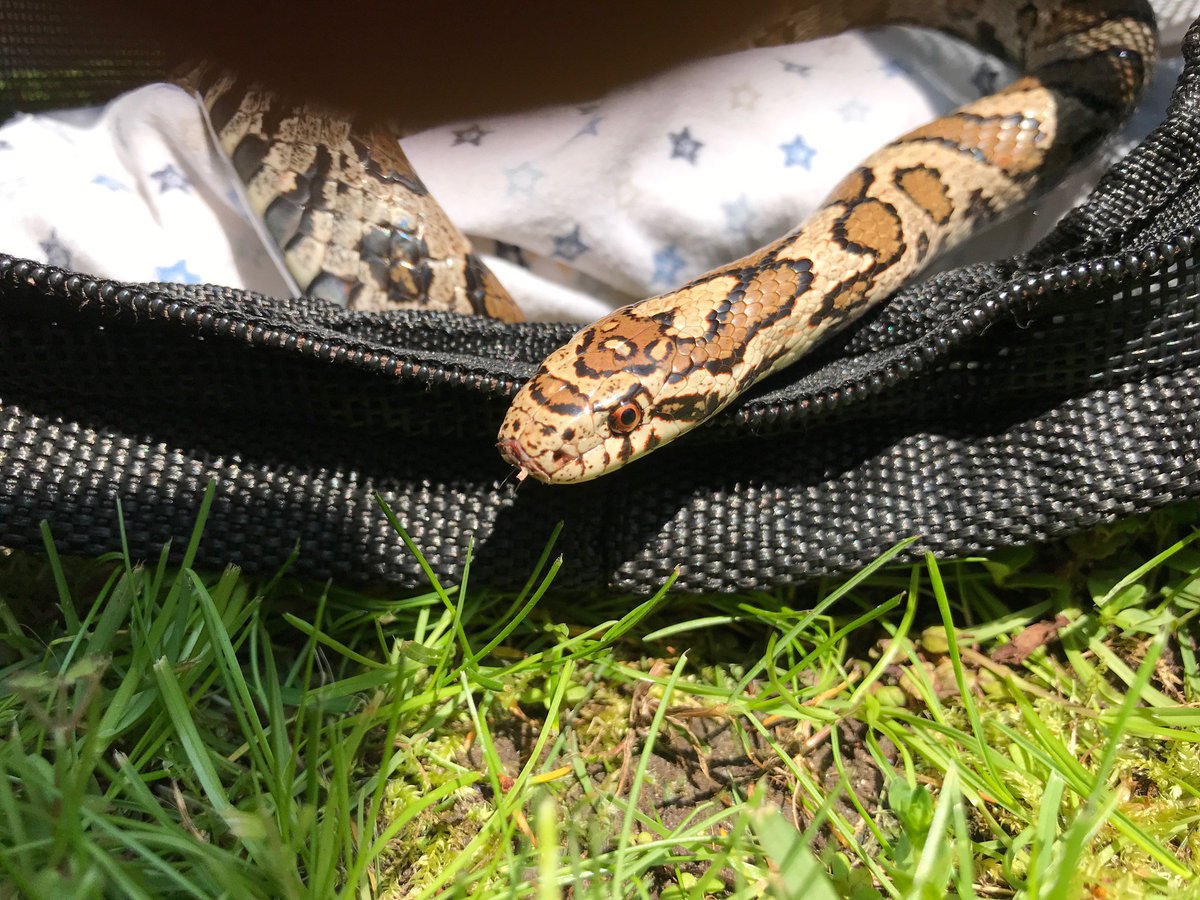 salthaven_org's tweet image. This milk snake was able to go home after only a few days at #Salthaven. Milk snakes help to keep the rodent population down. That means we don’t have to use rodenticides that poison not only mice, but the animals that eat them, like owls, hawks and foxes. #ldnont #milksnake
