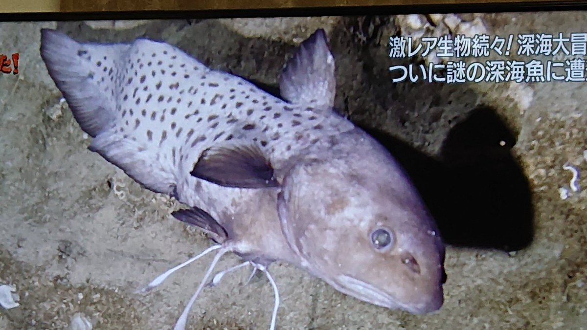 ヒョウモンシャチブリ