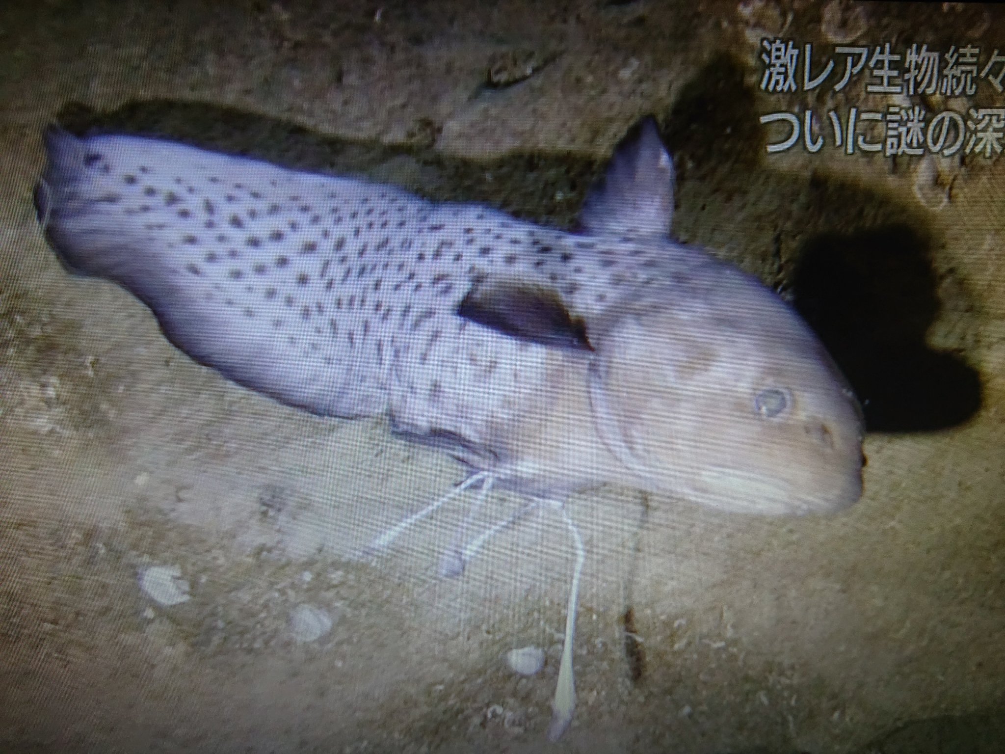 Twitter 上的 K314 生きた化石 深海魚 ヒョウモンシャチブリ ダーウィンが来た T Co Joitx1asm7 Twitter