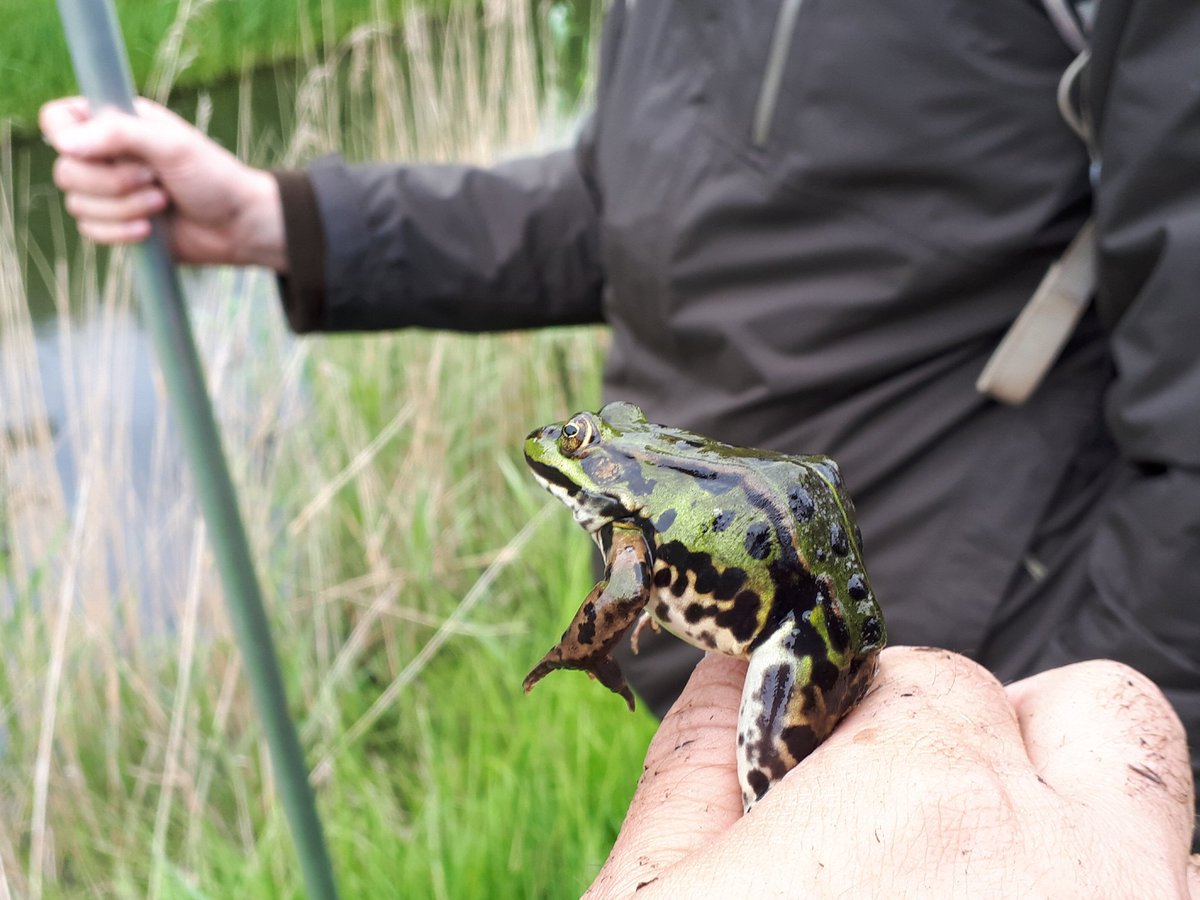 adderonderzoek's tweet photo. Dit weekend @RAVON hemelvaartsweekend. Een lang weekend op zoek naar beestjes. Ondanks het warme weer mooie @waarneming. #adder #ringslang #stekelbaars #kikker #salamander #pad @adderonderzoek @N2000drenthe @drentslandschap @NaarBuiten_DFW  @Tariq_Stark @JMecologie https://t.co/BkzWnlFGW1