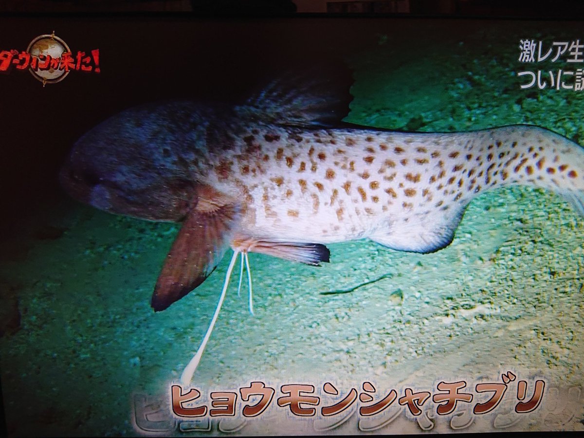 K314 No Twitter 生きた化石 深海魚 ヒョウモンシャチブリ ダーウィンが来た
