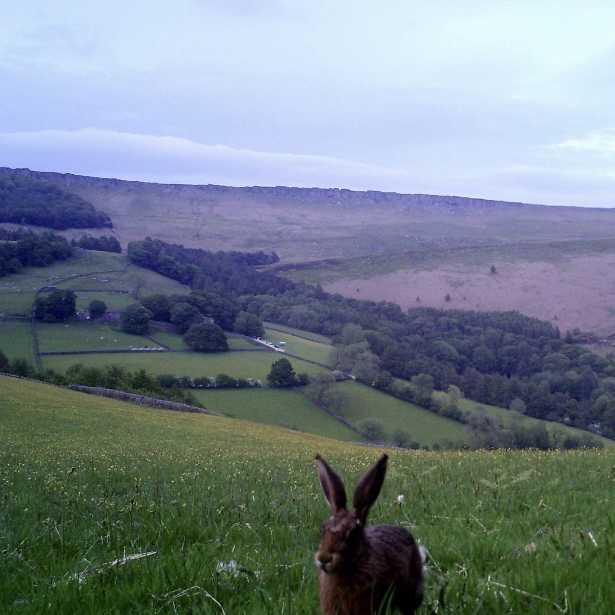 I like the colours ... a Brown Hare with North Lees Hall and Stanage Edge In the background <a href="/vpdd/">Visit Peak District & Derbyshire</a>