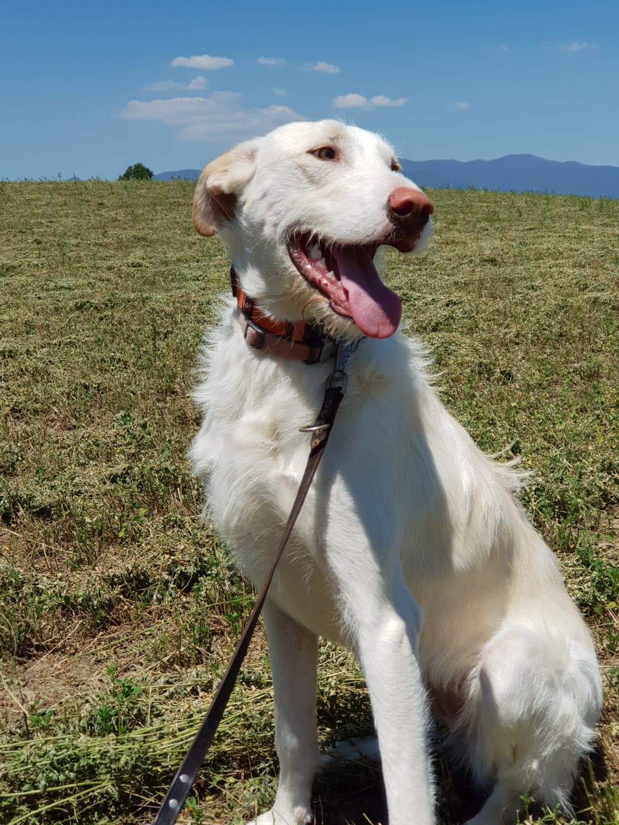APAGranollers's tweet photo. Uki, 1 any i 3 mesos. Adorable!
Aquesta petita és molt sociable amb altres gossos. Juga molt al pati amb els més jovenets i passeja molt bé. Està desitjant trobar una família que la cuidi i l'estimi per sempre. 🥰 #adopta https://t.co/HA1tIUTtPT
