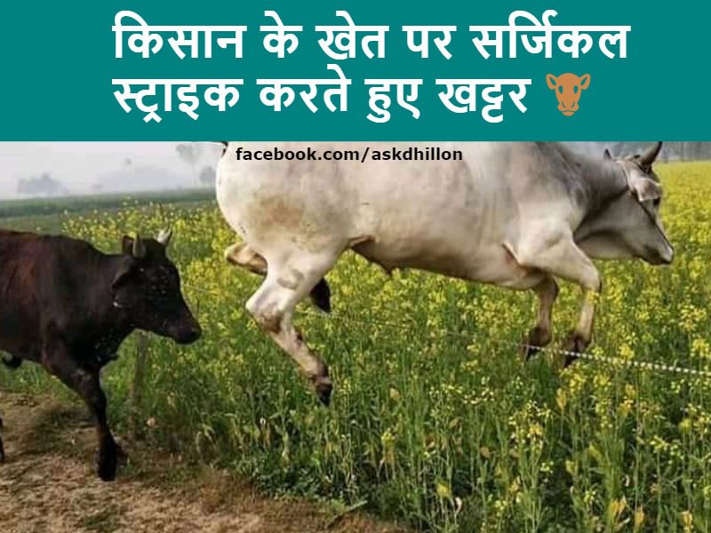 askdhillon's tweet photo. किसान के खेत पर स��्जिकल स्ट्राइक करते हुए खट्टर �� 
#khattar #haryana #kisan #memes #surgicalstrike https://t.co/0WvBnLQzb7