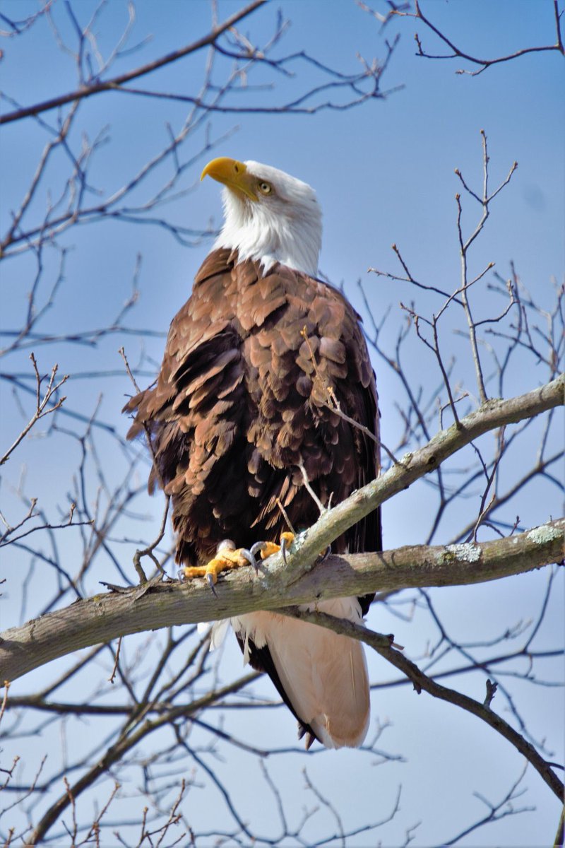 I never get tired of seeing these beautiful, majestic Eagles. Hunterdon County, New Jersey

#Eagle 
#wildlife
#Raptors 
#baldeagle
#njnature
#naturephotography 
#njdotcom
#eaglesofinstagram 
#bestbirdsofinstagram
#bns_birds
#1birdshot