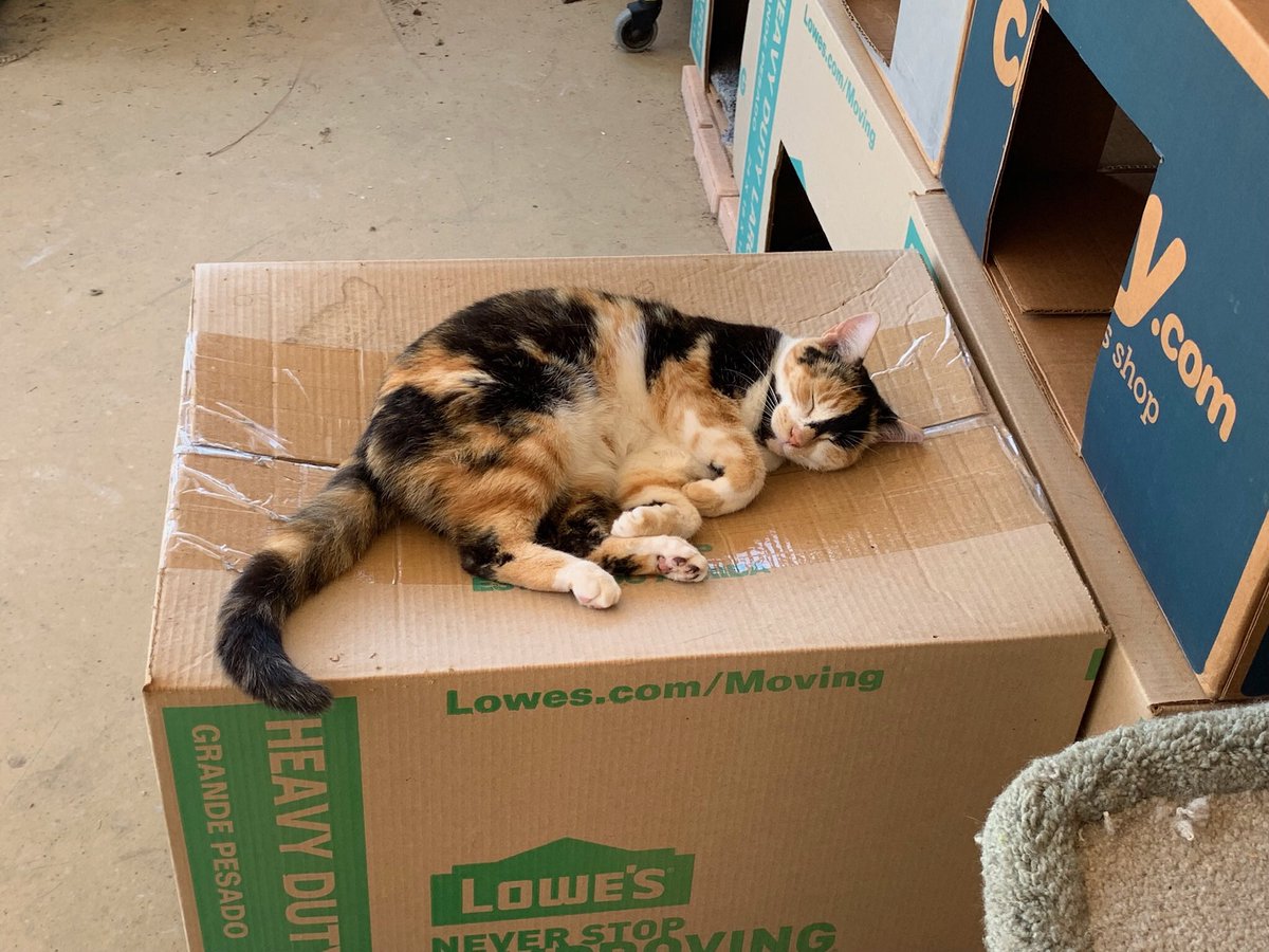 SkittlesFriends's tweet photo. Skittles: This morning here at Skittles and Friends we are remembering #Hugidad Frank ๐๐ and the incredible love he had for Hugo, Minky, and the Furry Community here in the Twitterverse ๐ #hugocatboxsunday https://t.co/1QQS2xPQAL