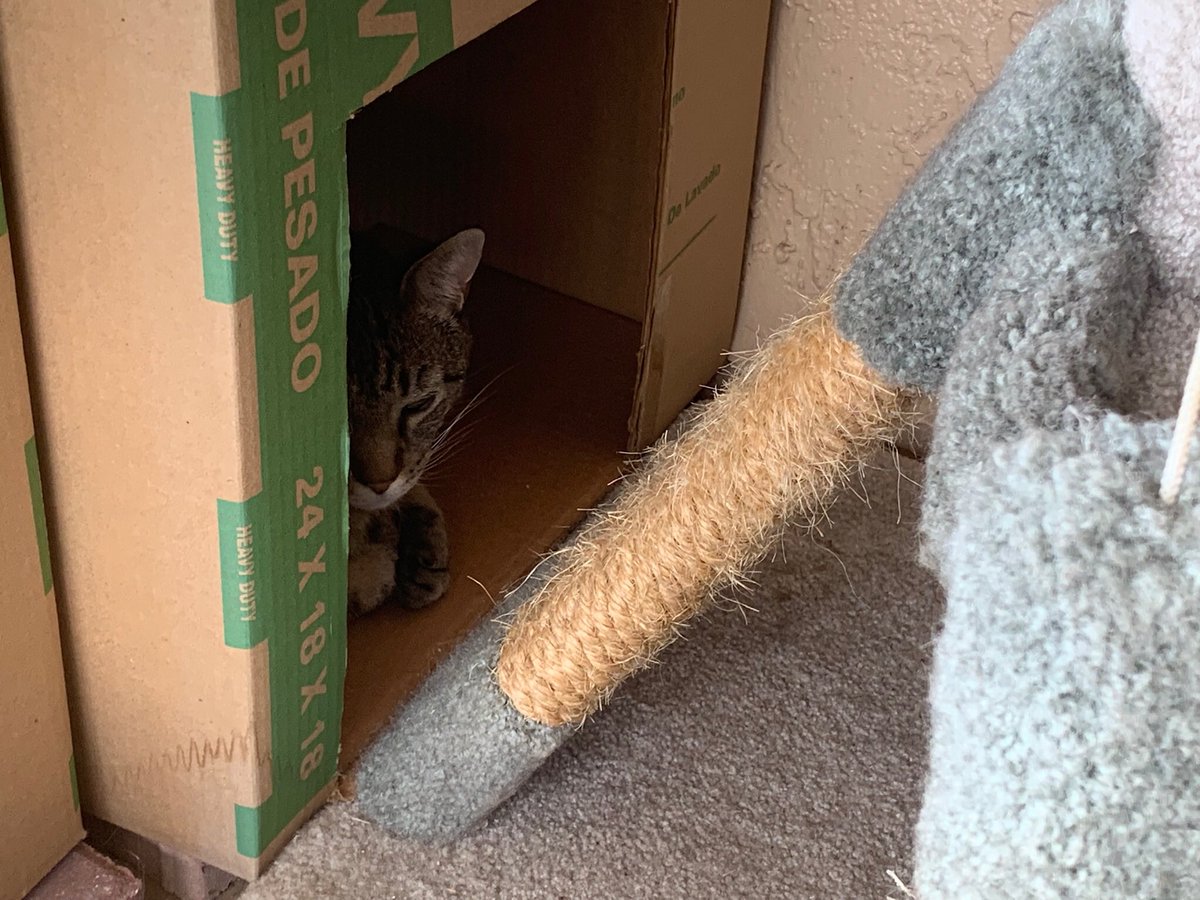 SkittlesFriends's tweet photo. Skittles: This morning here at Skittles and Friends we are remembering #Hugidad Frank ๐๐ and the incredible love he had for Hugo, Minky, and the Furry Community here in the Twitterverse ๐ #hugocatboxsunday https://t.co/1QQS2xPQAL