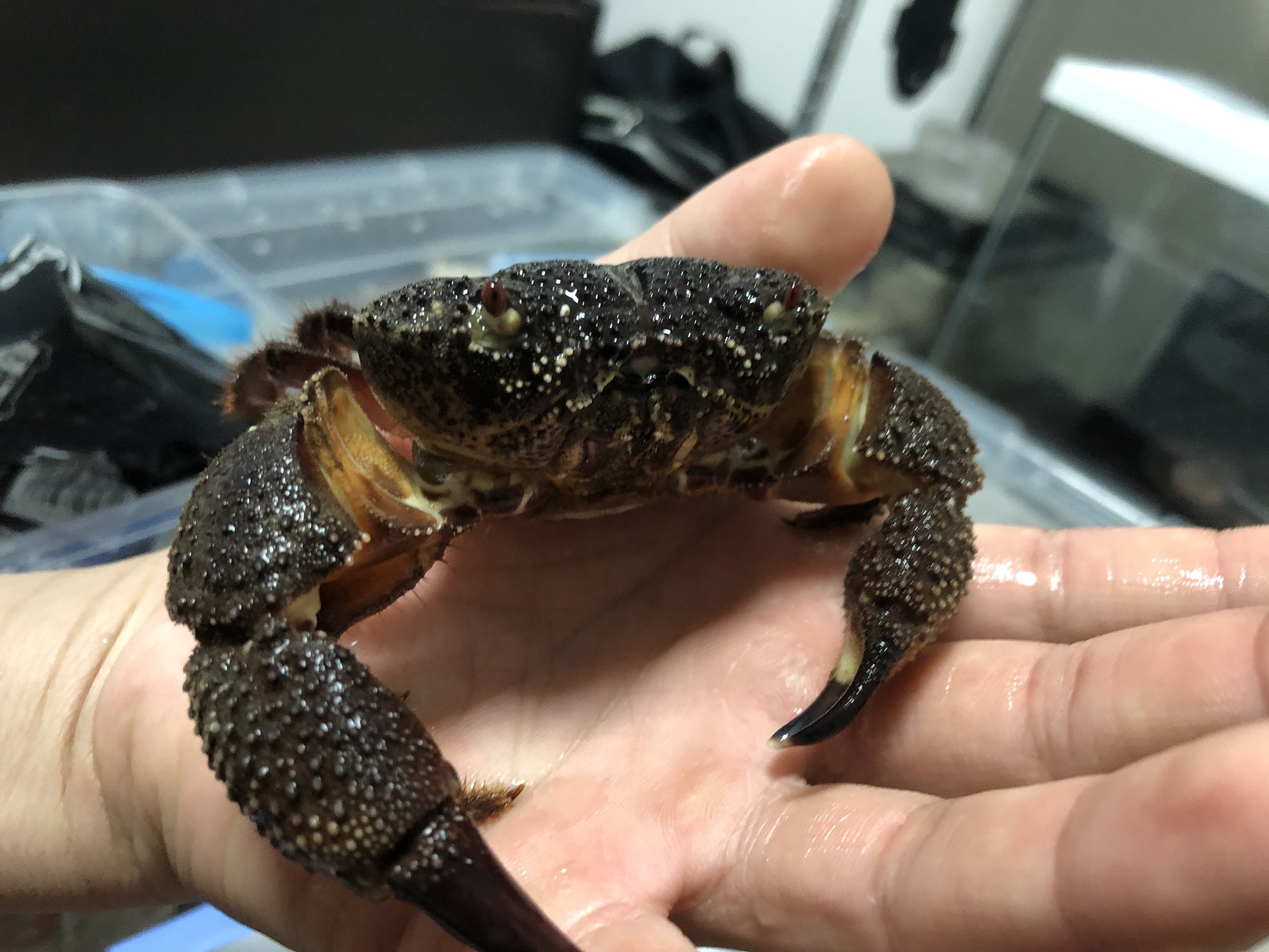 蟇丸 お持ち帰ったのはこの生き物だけです イボイワオウギガニ メスでもかなりのボリュームになるかに 岩みたいで肉食性 陸地を作ってやると換水は必要だけどエアー無しで飼育が出来る 蟇丸 お持ち帰ったのはこの生き物だけです イボイワオウギガニ メスでもかなりのボリュームになるかに 岩みたいで肉食性 陸地を作ってやると換水は必要だけどエアー無しで飼育が出来る