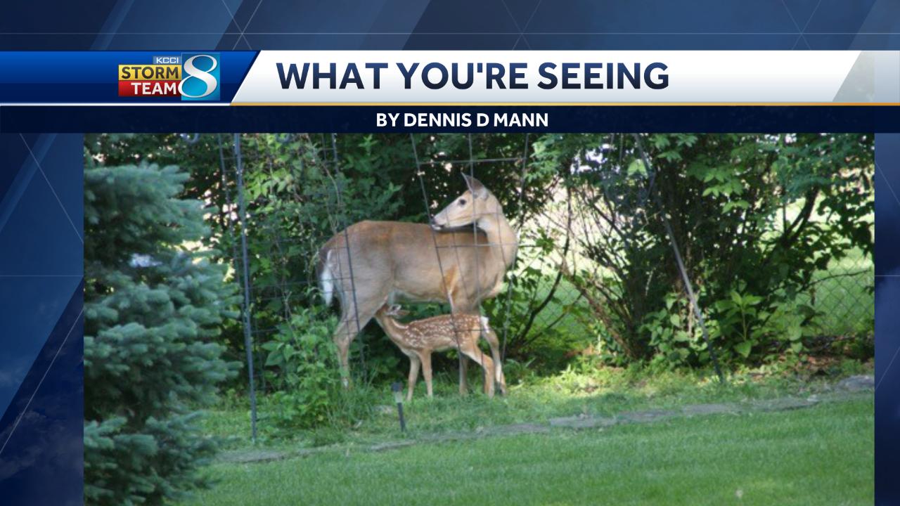 Metinka Slater on Twitter "These sweet visitors stopped by to enjoy