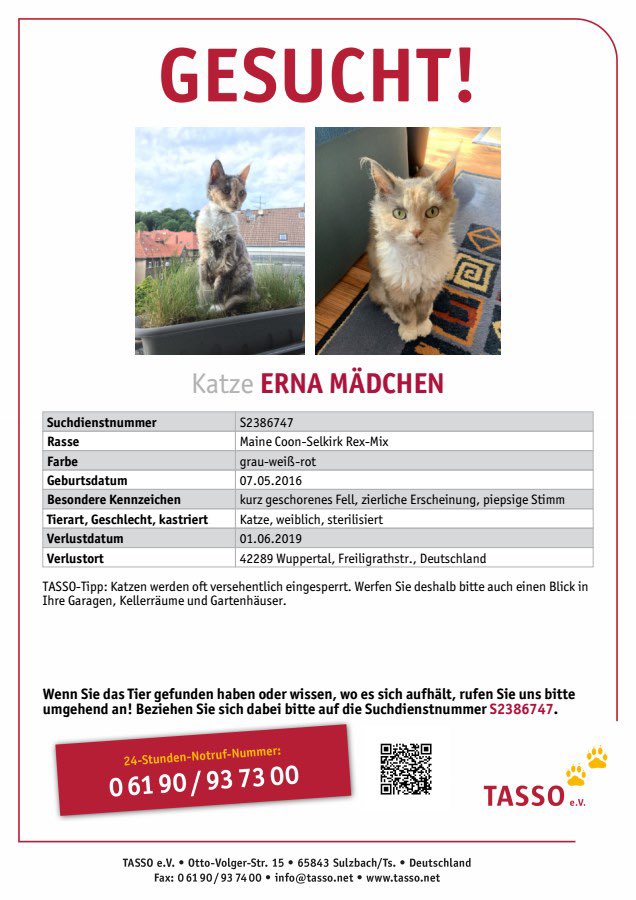 JesEinohrkater's tweet photo. Wenn jemand Erna mitgenommen hat, ich bin nicht böse. Aber die gesamte (Katzen-)Familie ist völlig aufgelöst und möchte ihr Familienmitglied zurück.
Ich zahle auch Finderlohn!
#ErnaWOBISTDU https://t.co/oiKfn8Ztld