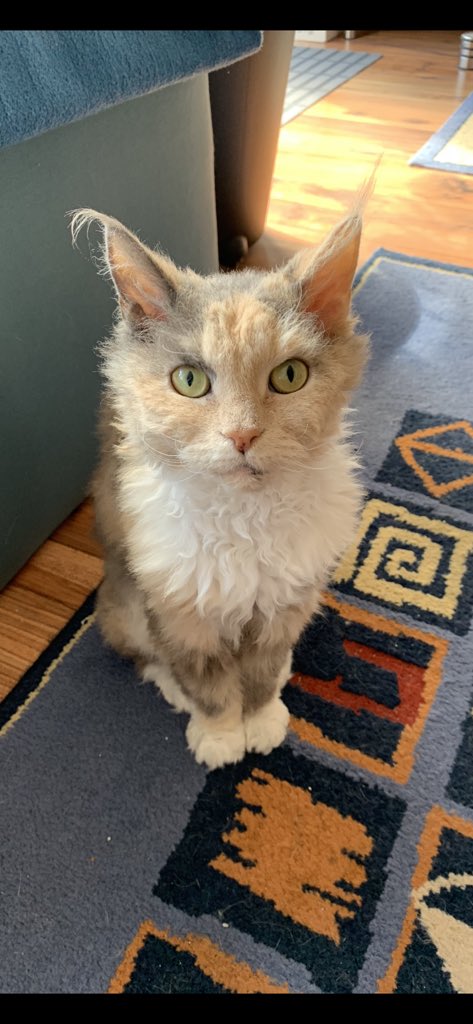 JesEinohrkater's tweet photo. Wenn jemand Erna mitgenommen hat, ich bin nicht böse. Aber die gesamte (Katzen-)Familie ist völlig aufgelöst und möchte ihr Familienmitglied zurück.
Ich zahle auch Finderlohn!
#ErnaWOBISTDU https://t.co/oiKfn8Ztld