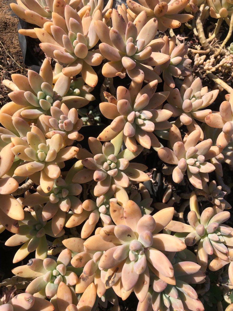 We’ve started to grow our own succulents for our water wise low maintenance landscape projects ...