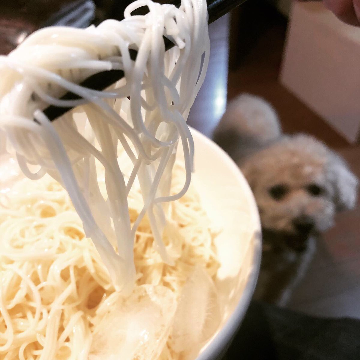 日本の犬 Twitter Search Twitter 日本の犬 Twitter Search Twitter