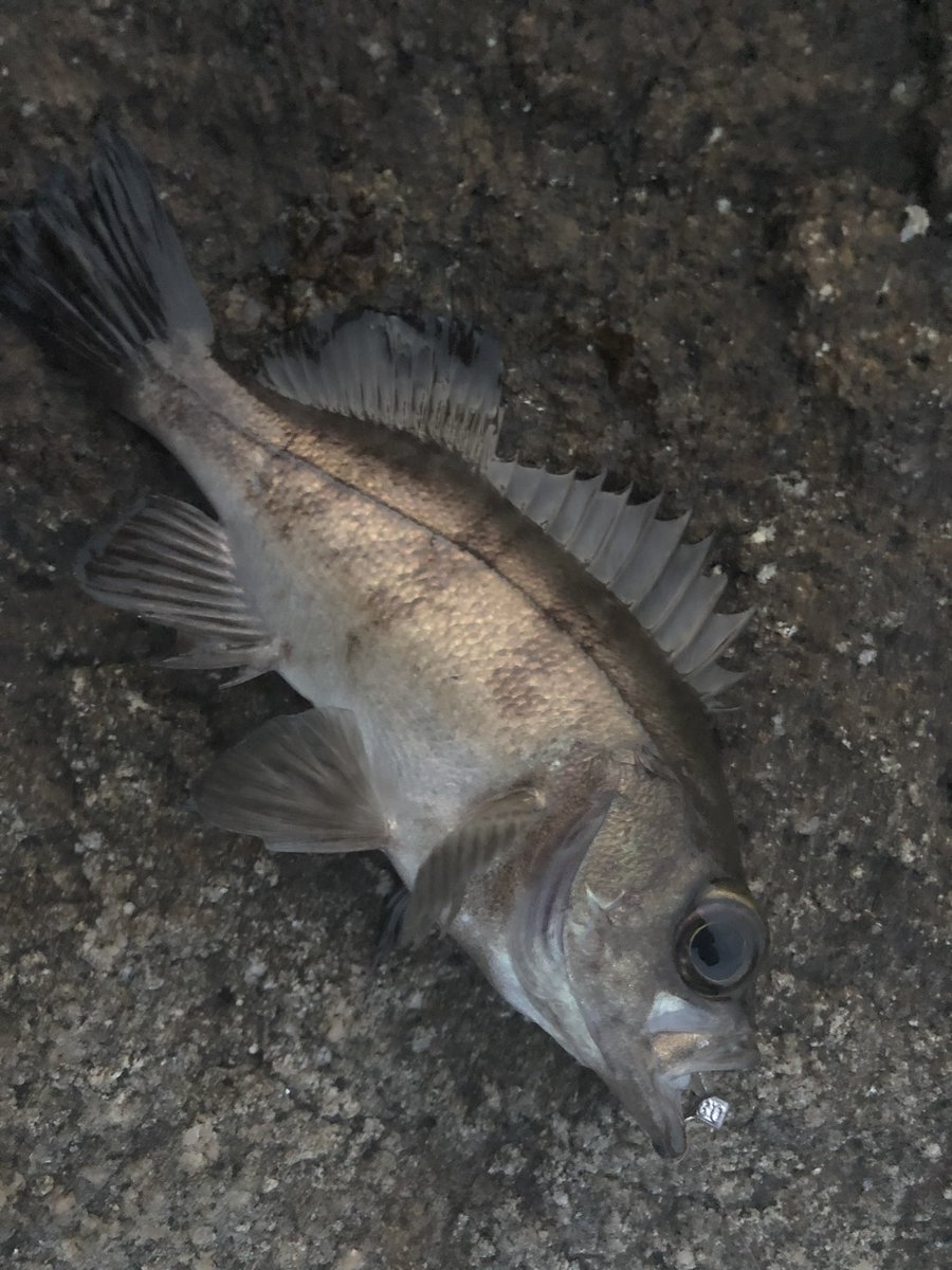 Hiro_fishing67's tweet photo. 今週末の釣果🎣 https://t.co/NlxbKAZ0Ge